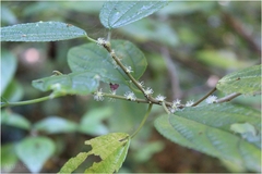 Boehmeria glomerulifera